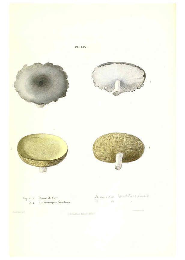 Reproducción/Reproduction 6266434695: Iconographie des champignons de Paulet New York,H. Baillière; [etc., etc.],1855