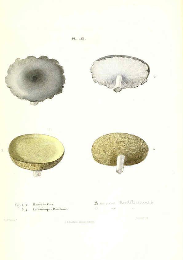 Reproducción/Reproduction 6266434695: Iconographie des champignons de Paulet New York,H. Baillière; [etc., etc.],1855