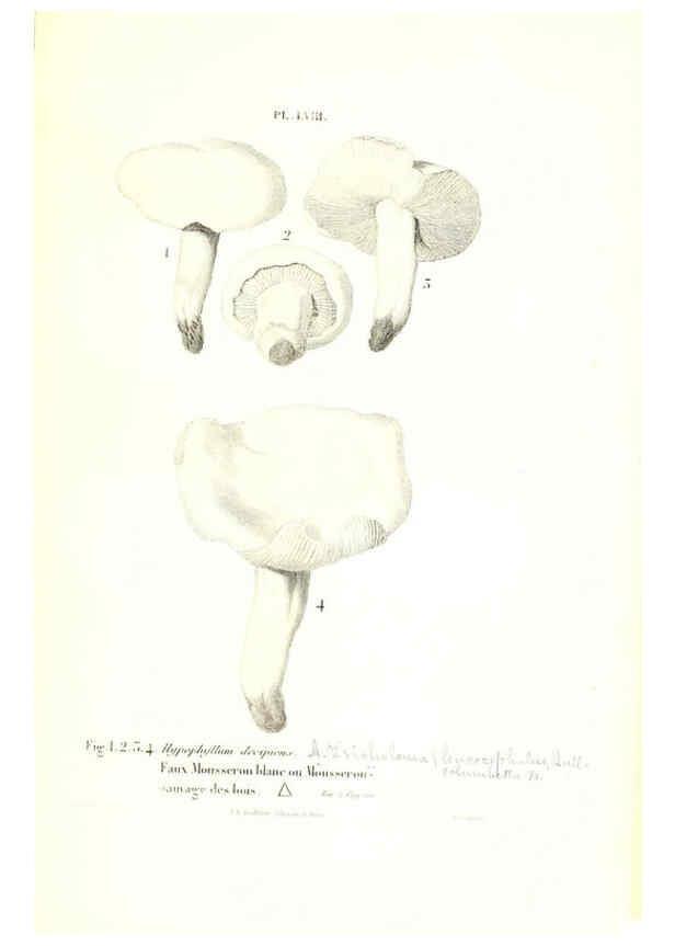 Reproducción/Reproduction 6266962606: Iconographie des champignons de Paulet New York,H. Baillière; [etc., etc.],1855