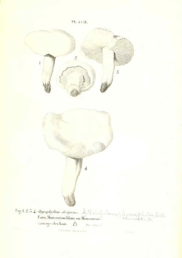 Reproducción/Reproduction 6266962606: Iconographie des champignons de Paulet New York,H. Baillière; [etc., etc.],1855