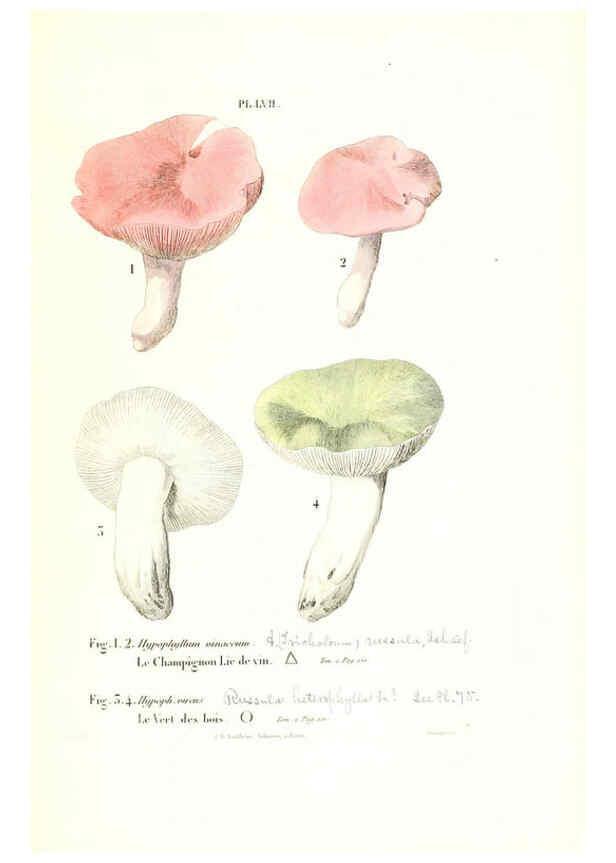 Reproducción/Reproduction 6266434385: Iconographie des champignons de Paulet New York,H. Baillière; [etc., etc.],1855