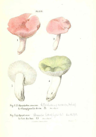 Reproducción/Reproduction 6266434385: Iconographie des champignons de Paulet New York,H. Baillière; [etc., etc.],1855