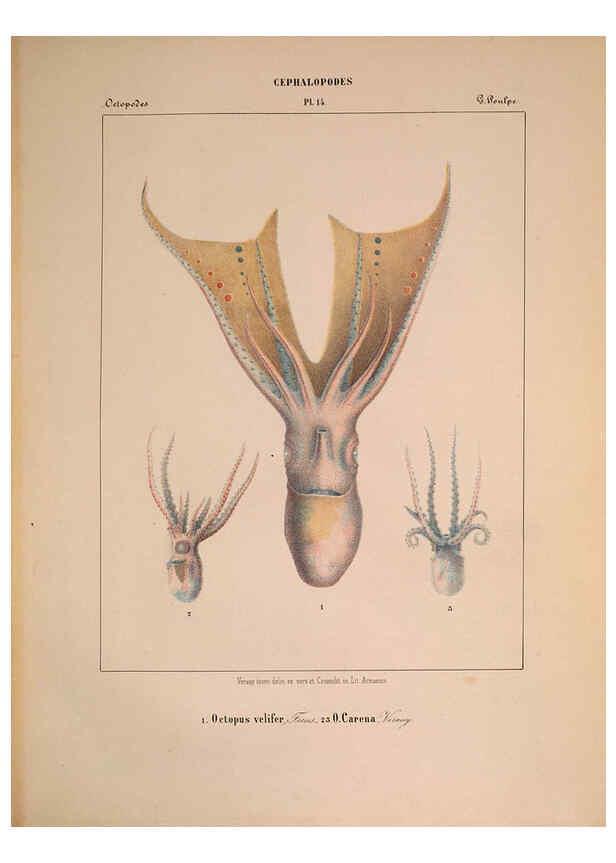 Reproducción/Reproduction 6263520919: Mollusques méditeranéens [!] Gènes :Impr, des sourds-muets,1851