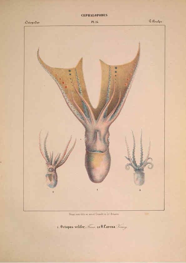 Reproducción/Reproduction 6263520919: Mollusques méditeranéens [!] Gènes :Impr, des sourds-muets,1851