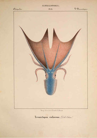 Reproducción/Reproduction 6263521147: Mollusques méditeranéens [!] Gènes :Impr, des sourds-muets,1851