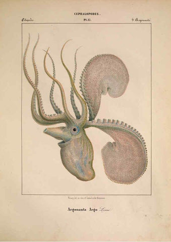 Reproducción/Reproduction 6263521523: Mollusques méditeranéens [!] Gènes :Impr, des sourds-muets,1851