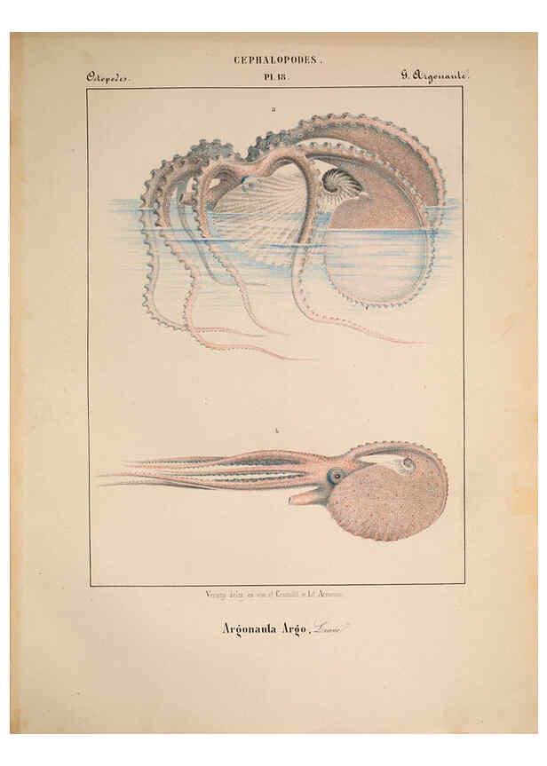 Reproducción/Reproduction 6263521699: Mollusques méditeranéens [!] Gènes :Impr, des sourds-muets,1851