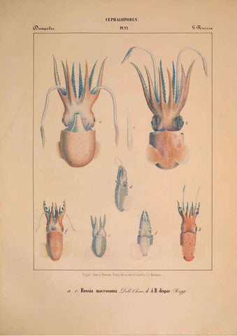 Reproducción/Reproduction 6263522819: Mollusques méditeranéens [!] Gènes :Impr, des sourds-muets,1851