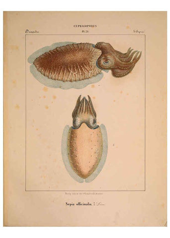 Reproducción/Reproduction 6263522973: Mollusques méditeranéens [!] Gènes :Impr, des sourds-muets,1851