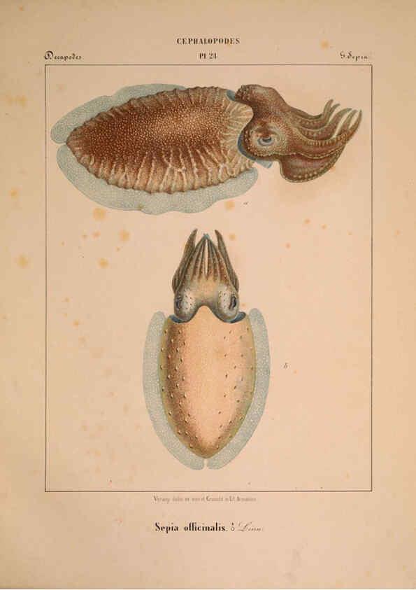 Reproducción/Reproduction 6263522973: Mollusques méditeranéens [!] Gènes :Impr, des sourds-muets,1851