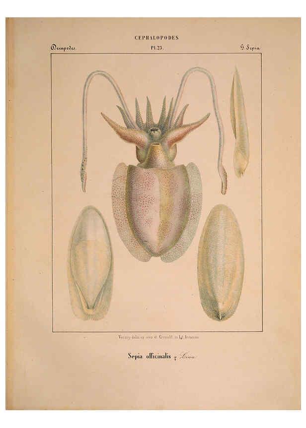 Reproducción/Reproduction 6263523163: Mollusques méditeranéens [!] Gènes :Impr, des sourds-muets,1851