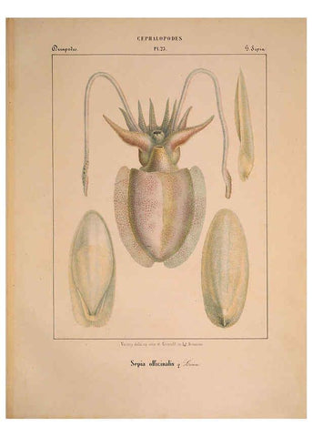 Reproducción/Reproduction 6263523163: Mollusques méditeranéens [!] Gènes :Impr, des sourds-muets,1851