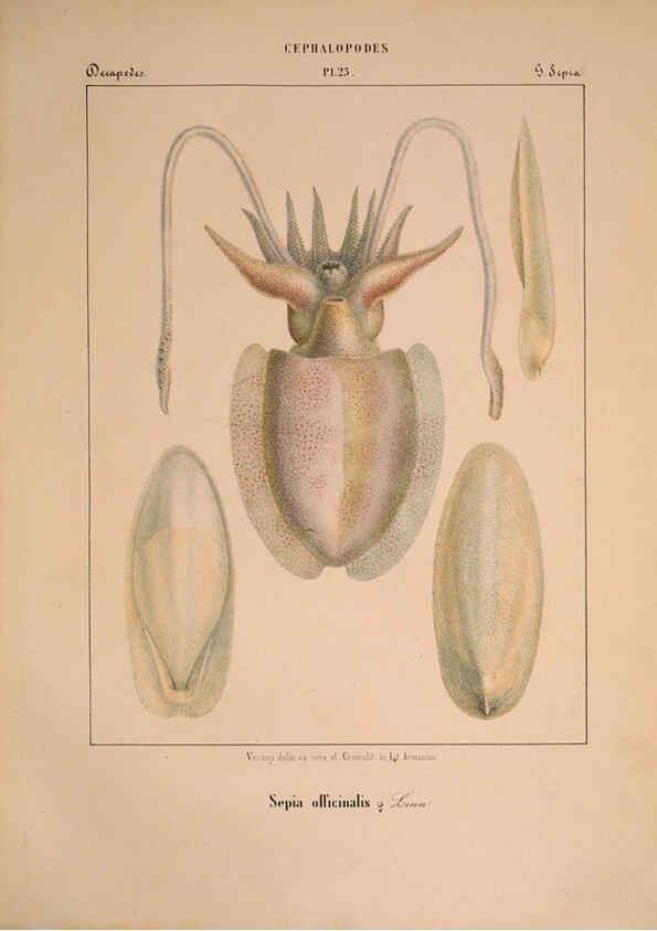 Reproducción/Reproduction 6263523163: Mollusques méditeranéens [!] Gènes :Impr, des sourds-muets,1851