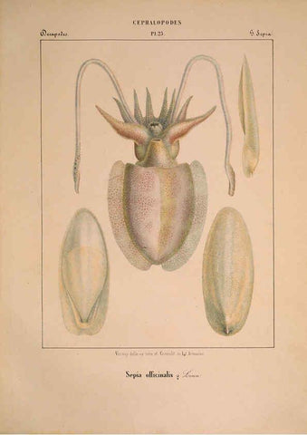 Reproducción/Reproduction 6263523163: Mollusques méditeranéens [!] Gènes :Impr, des sourds-muets,1851