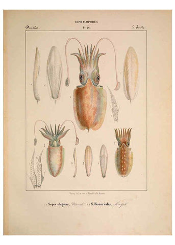 Reproducción/Reproduction 6264050232: Mollusques méditeranéens [!] Gènes :Impr, des sourds-muets,1851