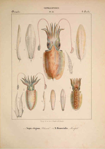 Reproducción/Reproduction 6264050232: Mollusques méditeranéens [!] Gènes :Impr, des sourds-muets,1851