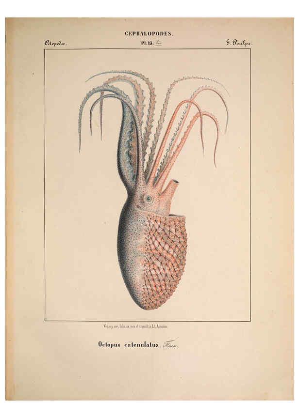 Reproducción/Reproduction 6264046740: Mollusques méditeranéens [!] Gènes :Impr, des sourds-muets,1851