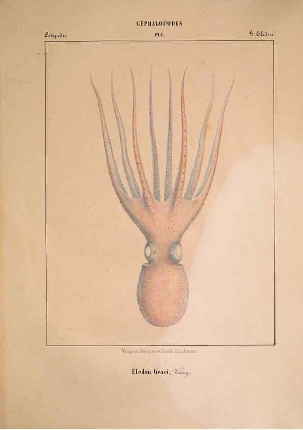 Reproducción/Reproduction 6264043792: Mollusques méditeranéens [!] Gènes :Impr, des sourds-muets,1851