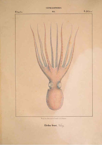 Reproducción/Reproduction 6264043792: Mollusques méditeranéens [!] Gènes :Impr, des sourds-muets,1851