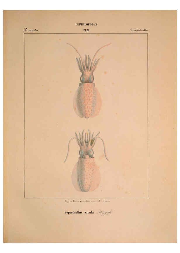 Reproducción/Reproduction 6263523577: Mollusques méditeranéens [!] Gènes :Impr, des sourds-muets,1851