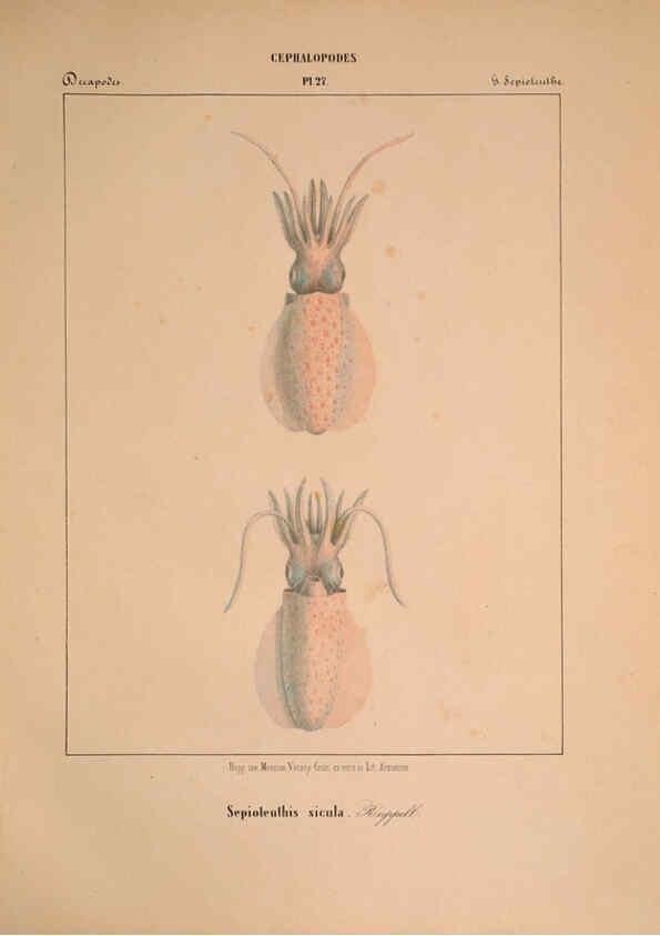 Reproducción/Reproduction 6263523577: Mollusques méditeranéens [!] Gènes :Impr, des sourds-muets,1851