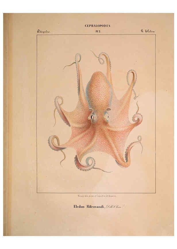 Reproducción/Reproduction 6263517383: Mollusques méditeranéens [!] Gènes :Impr, des sourds-muets,1851