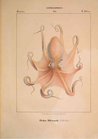 Reproducción/Reproduction 6263517383: Mollusques méditeranéens [!] Gènes :Impr, des sourds-muets,1851