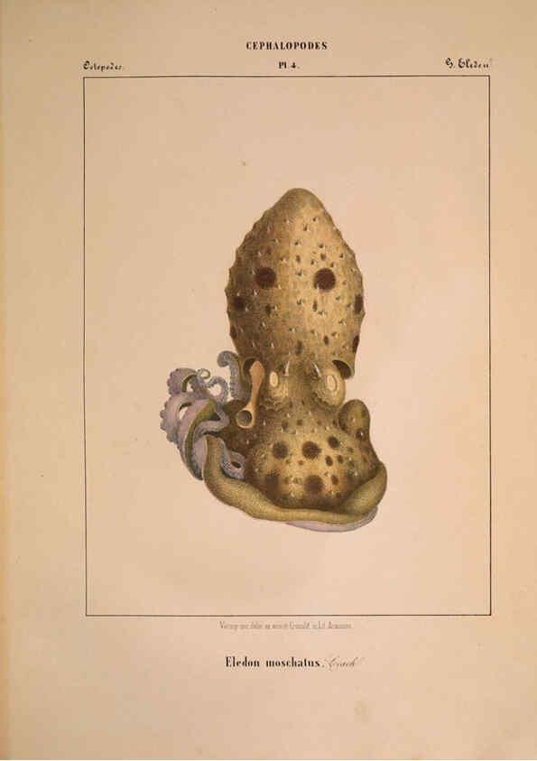 Reproducción/Reproduction 6263517785: Mollusques méditeranéens [!] Gènes :Impr, des sourds-muets,1851