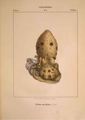 Reproducción/Reproduction 6263517785: Mollusques méditeranéens [!] Gènes :Impr, des sourds-muets,1851