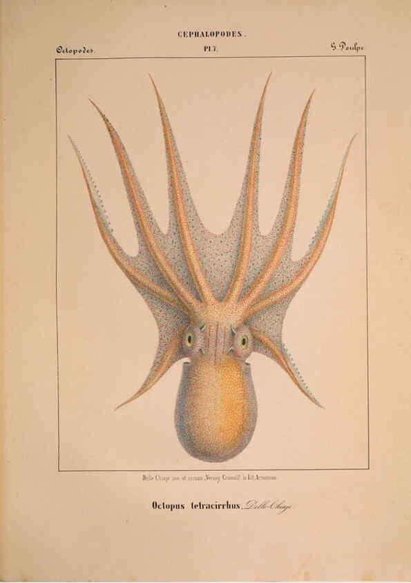 Reproducción/Reproduction 6263518433: Mollusques méditeranéens [!] Gènes :Impr, des sourds-muets,1851