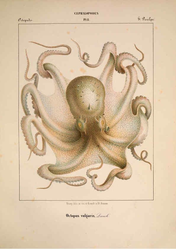 Reproducción/Reproduction 6263518891: Mollusques méditeranéens [!] Gènes :Impr, des sourds-muets,1851