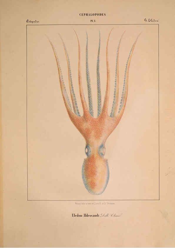 Reproducción/Reproduction 6263517599: Mollusques méditeranéens [!] Gènes :Impr, des sourds-muets,1851