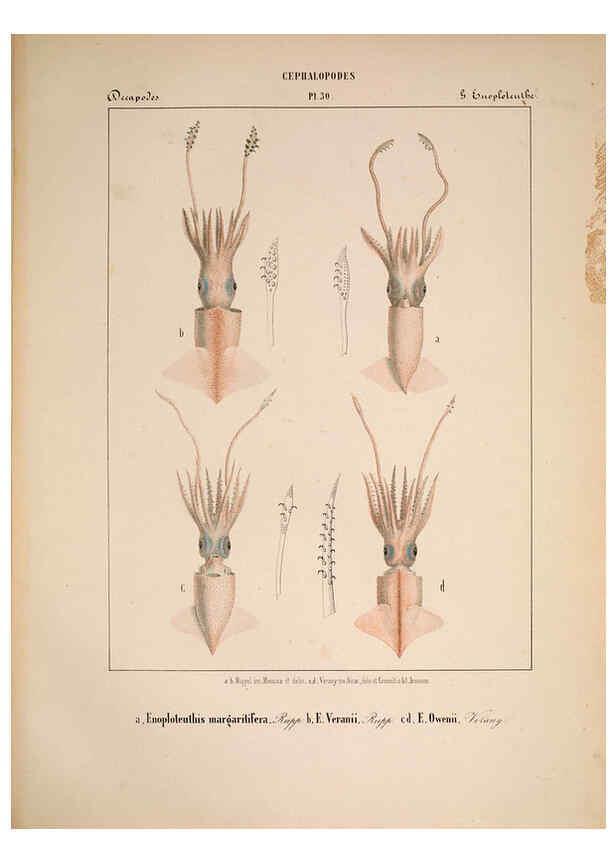 Reproducción/Reproduction 6264050990: Mollusques méditeranéens [!] Gènes :Impr, des sourds-muets,1851