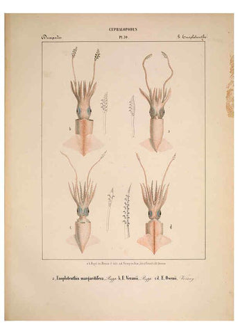 Reproducción/Reproduction 6264050990: Mollusques méditeranéens [!] Gènes :Impr, des sourds-muets,1851