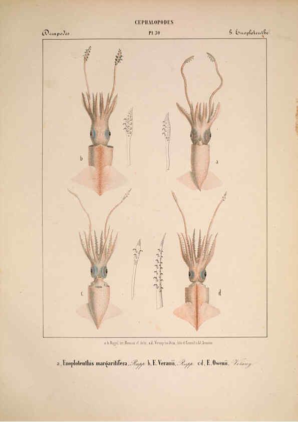 Reproducción/Reproduction 6264050990: Mollusques méditeranéens [!] Gènes :Impr, des sourds-muets,1851