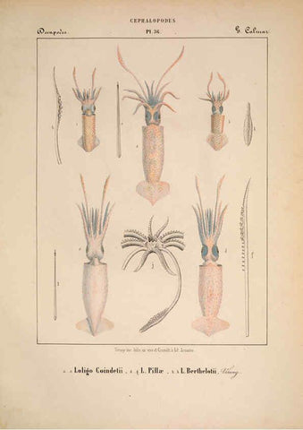 Reproducción/Reproduction 6263525499: Mollusques méditeranéens [!] Gènes :Impr, des sourds-muets,1851