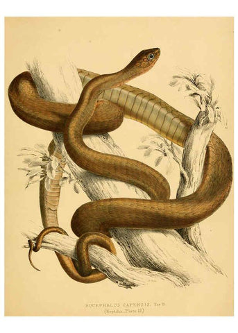 Reproducción/Reproduction 6263860042: Illustrations of the zoology of South Africa. v.3. London :Smith, Elder and Co.,1838-1849