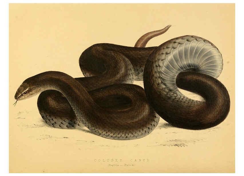 Reproducción/Reproduction 6263333393: Illustrations of the zoology of South Africa. v.3. London :Smith, Elder and Co.,1838-1849