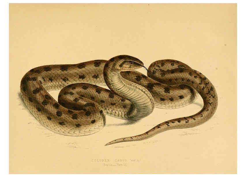 Reproducción/Reproduction 6263860594: Illustrations of the zoology of South Africa. v.3. London :Smith, Elder and Co.,1838-1849