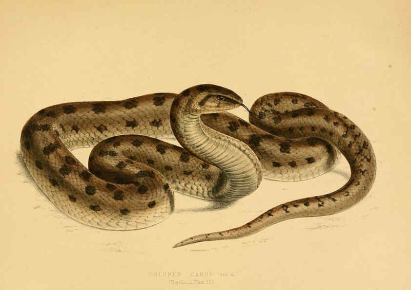 Reproducción/Reproduction 6263860594: Illustrations of the zoology of South Africa. v.3. London :Smith, Elder and Co.,1838-1849