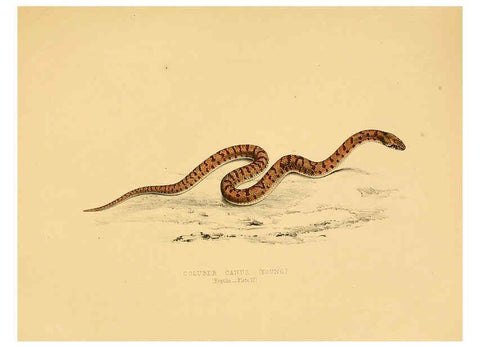 Reproducción/Reproduction 6263861016: Illustrations of the zoology of South Africa. v.3. London :Smith, Elder and Co.,1838-1849