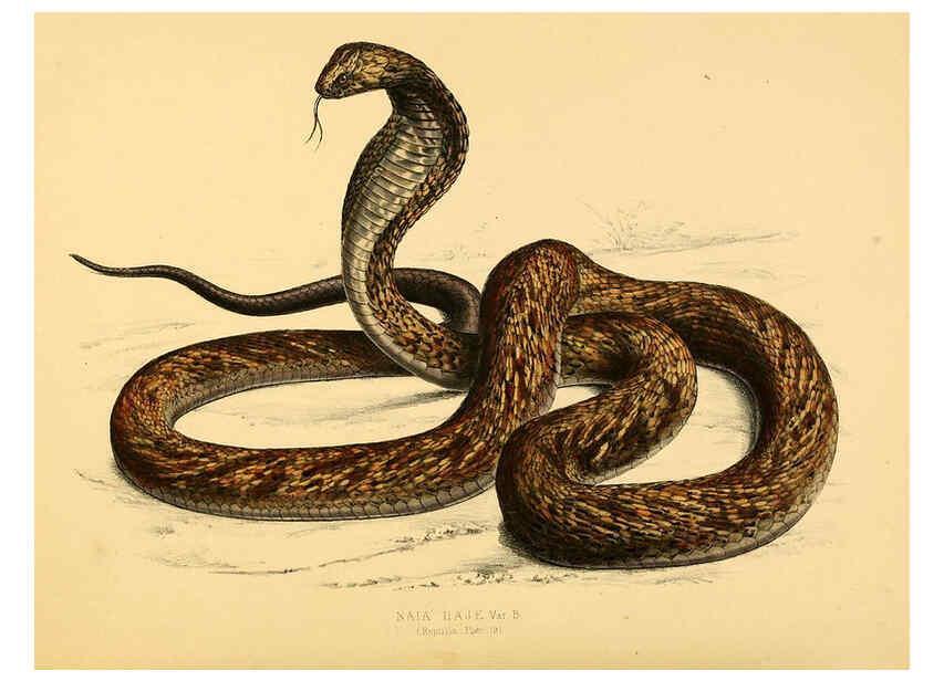 Reproducción/Reproduction 6263861460: Illustrations of the zoology of South Africa. v.3. London :Smith, Elder and Co.,1838-1849