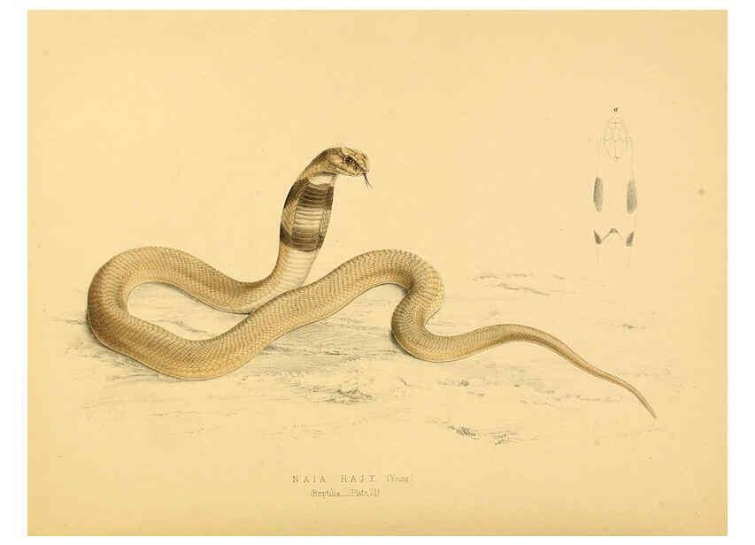 Reproducción/Reproduction 6263334789: Illustrations of the zoology of South Africa. v.3. London :Smith, Elder and Co.,1838-1849