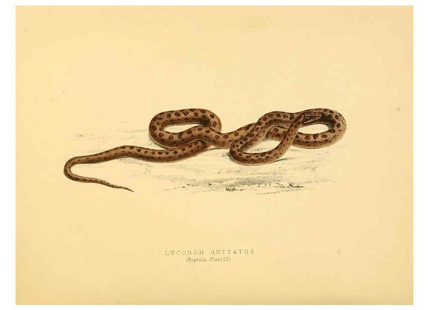 Reproducción/Reproduction 6263335121: Illustrations of the zoology of South Africa. v.3. London :Smith, Elder and Co.,1838-1849