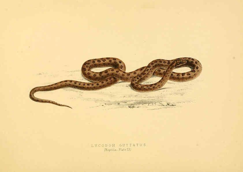 Reproducción/Reproduction 6263335121: Illustrations of the zoology of South Africa. v.3. London :Smith, Elder and Co.,1838-1849