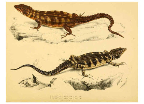 Reproducción/Reproduction 6263862244: Illustrations of the zoology of South Africa. v.3. London :Smith, Elder and Co.,1838-1849