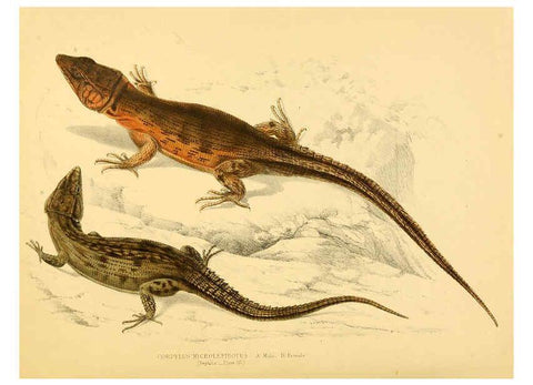 Reproducción/Reproduction 6263862402: Illustrations of the zoology of South Africa. v.3. London :Smith, Elder and Co.,1838-1849