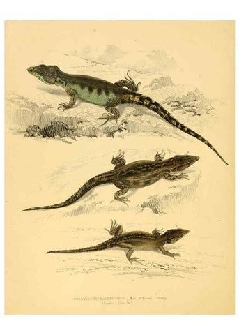 Reproducción/Reproduction 6263335565: Illustrations of the zoology of South Africa. v.3. London :Smith, Elder and Co.,1838-1849