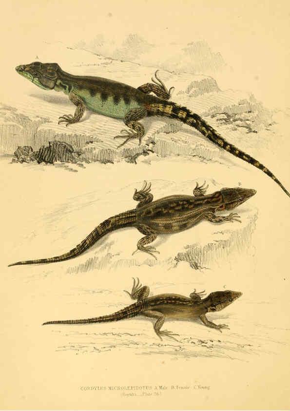 Reproducción/Reproduction 6263335565: Illustrations of the zoology of South Africa. v.3. London :Smith, Elder and Co.,1838-1849