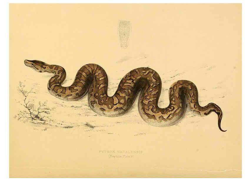 Reproducción/Reproduction 6263859488: Illustrations of the zoology of South Africa. v.3. London :Smith, Elder and Co.,1838-1849